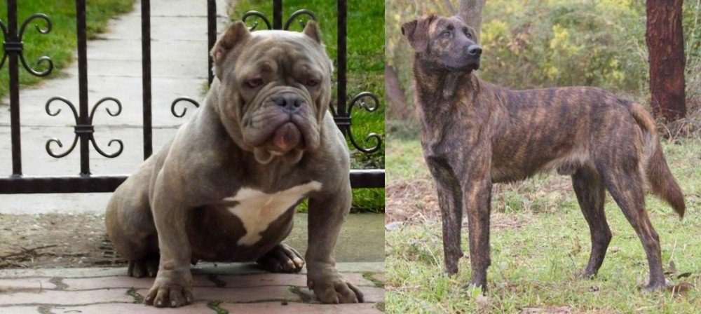 Treeing Tennessee Brindle vs American Bully - Breed Comparison
