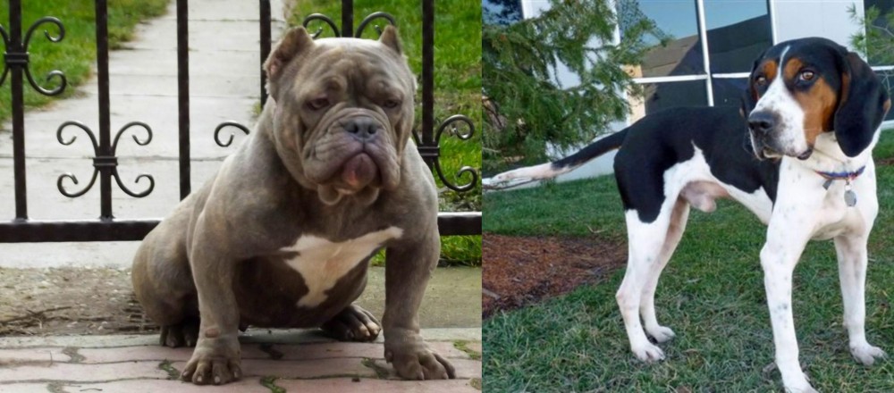 Treeing Walker Coonhound vs American Bully - Breed Comparison