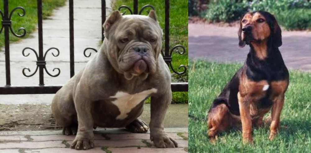 Tyrolean Hound vs American Bully - Breed Comparison
