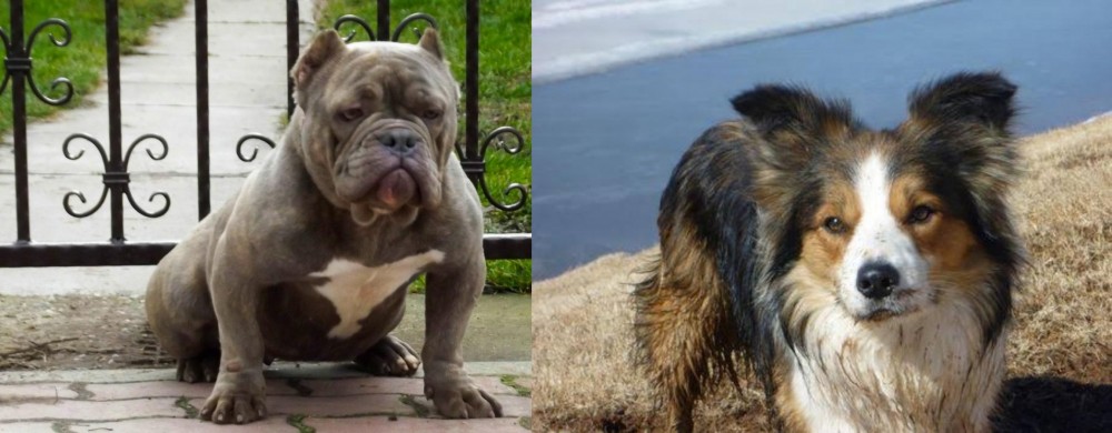 Welsh Sheepdog vs American Bully - Breed Comparison