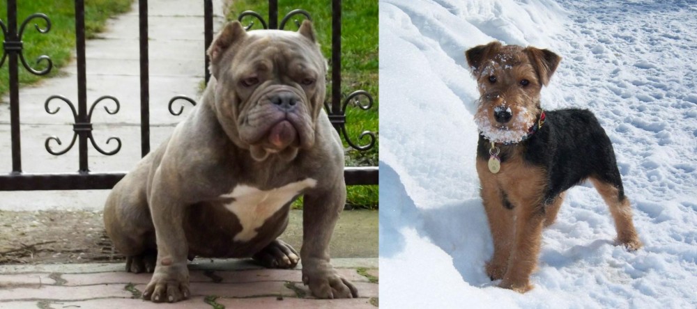 Welsh Terrier vs American Bully - Breed Comparison