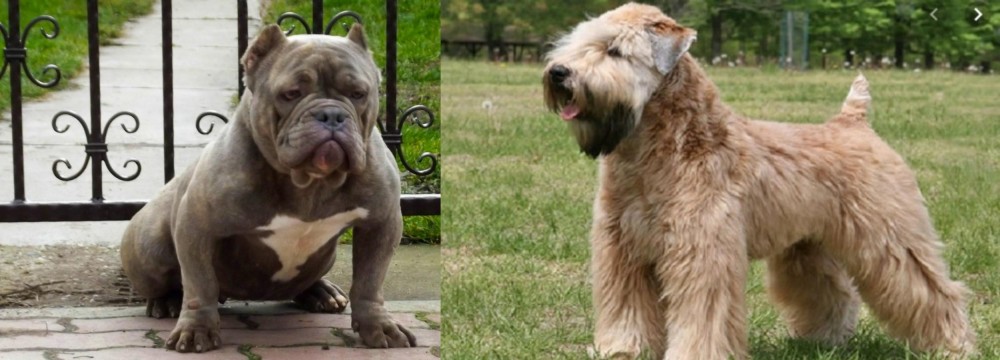 Wheaten Terrier vs American Bully - Breed Comparison