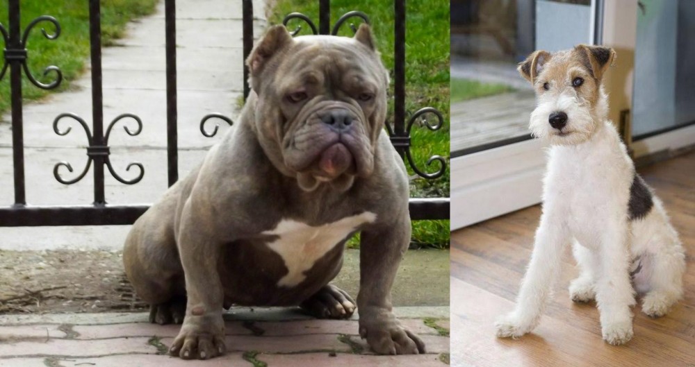 Wire Fox Terrier vs American Bully - Breed Comparison