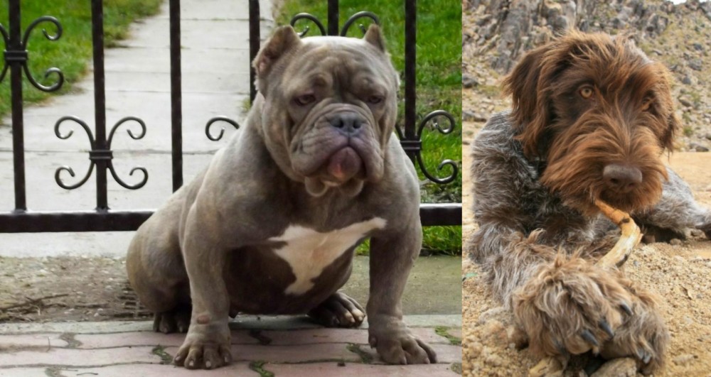 Wirehaired Pointing Griffon vs American Bully - Breed Comparison