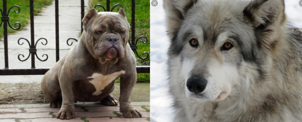 Wolfdog vs American Bully - Breed Comparison