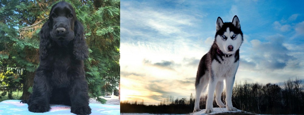 Alaskan Husky vs American Cocker Spaniel - Breed Comparison
