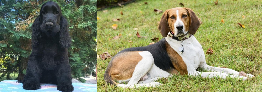 American English Coonhound vs American Cocker Spaniel - Breed Comparison