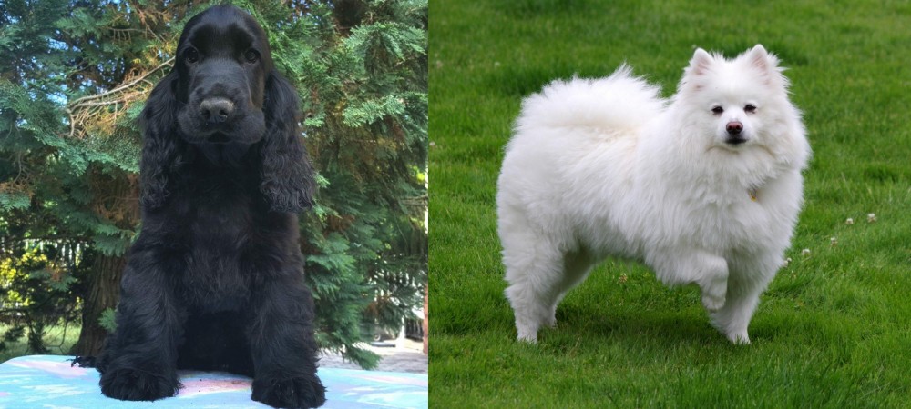 American Eskimo Dog vs American Cocker Spaniel - Breed Comparison