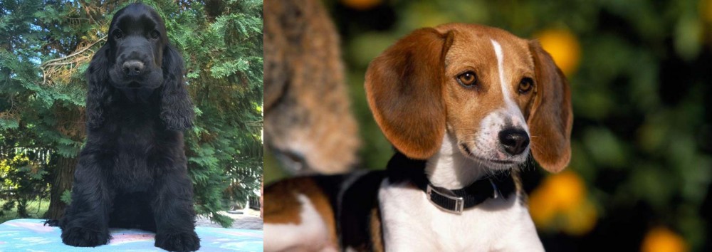 American Foxhound vs American Cocker Spaniel - Breed Comparison