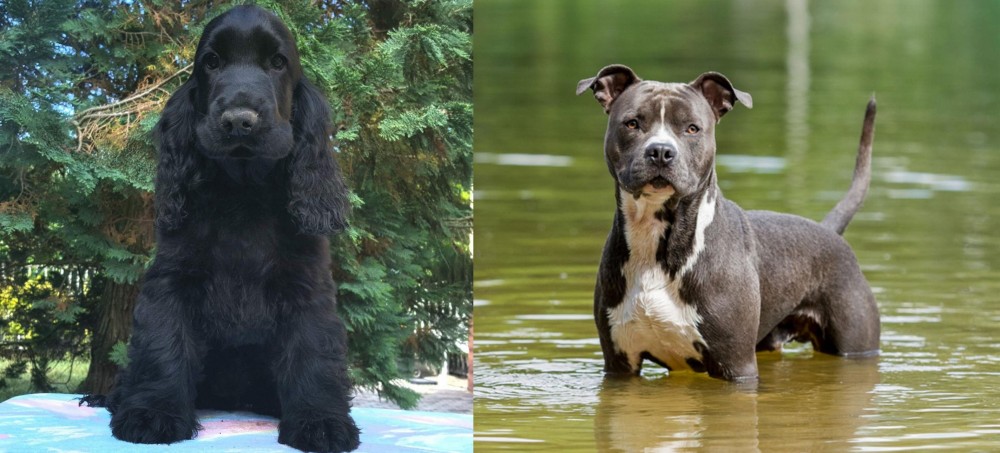 American Staffordshire Terrier vs American Cocker Spaniel - Breed Comparison
