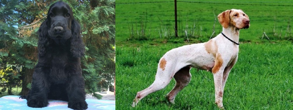 Ariege Pointer vs American Cocker Spaniel - Breed Comparison