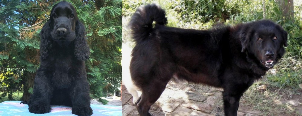 Bakharwal Dog vs American Cocker Spaniel - Breed Comparison