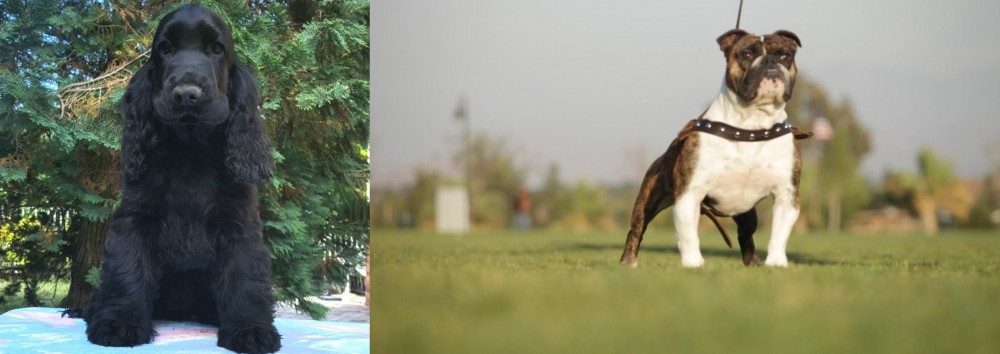 Bantam Bulldog vs American Cocker Spaniel - Breed Comparison