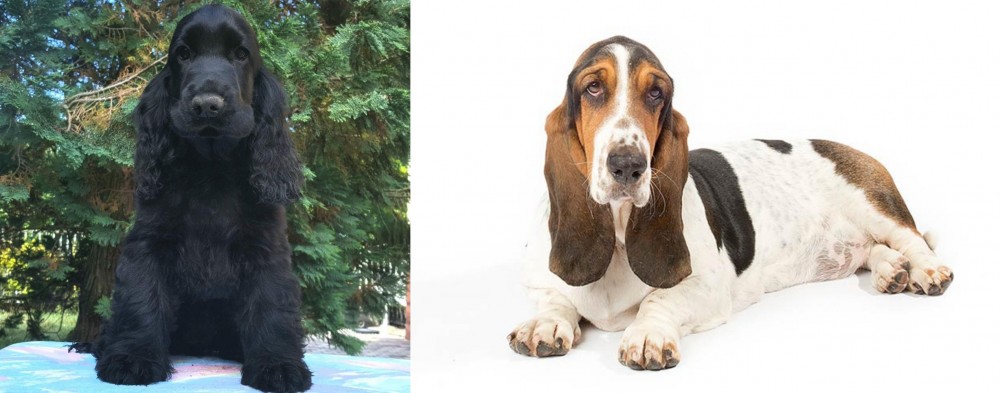 Basset Hound vs American Cocker Spaniel - Breed Comparison