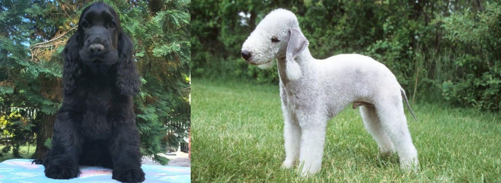 Bedlington Terrier vs American Cocker Spaniel - Breed Comparison