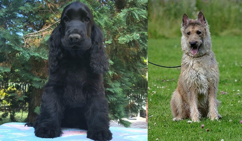 Belgian Shepherd Dog (Laekenois) vs American Cocker Spaniel - Breed Comparison