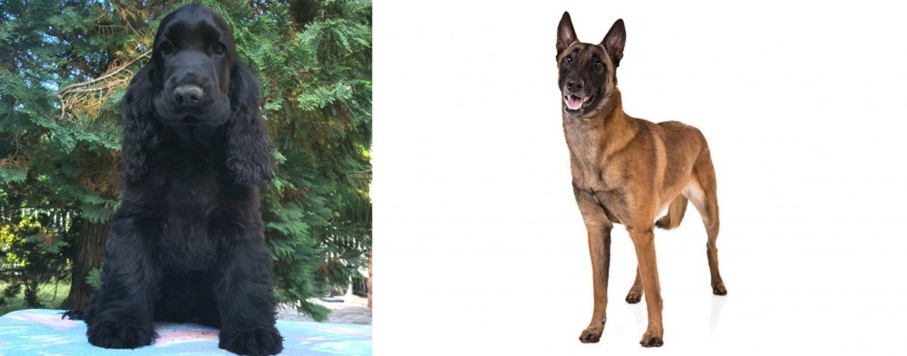 Belgian Shepherd Dog (Malinois) vs American Cocker Spaniel - Breed Comparison