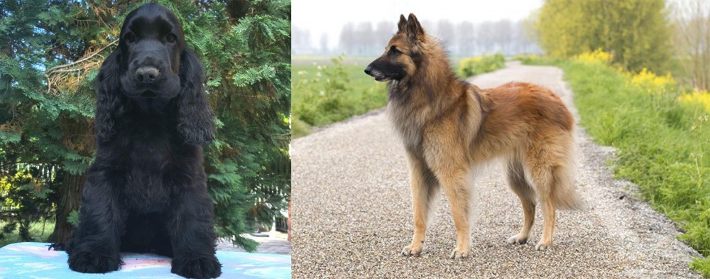 Belgian Shepherd Dog (Tervuren) vs American Cocker Spaniel - Breed Comparison