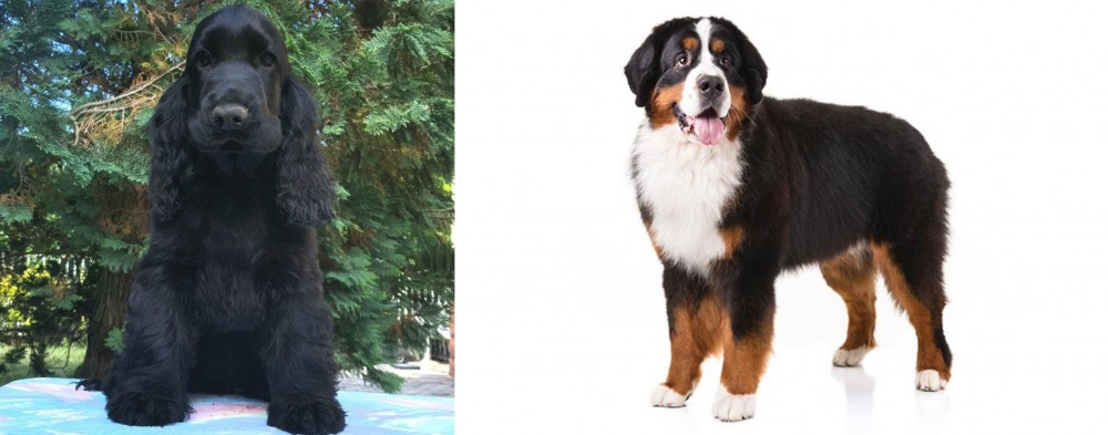 Bernese Mountain Dog vs American Cocker Spaniel - Breed Comparison