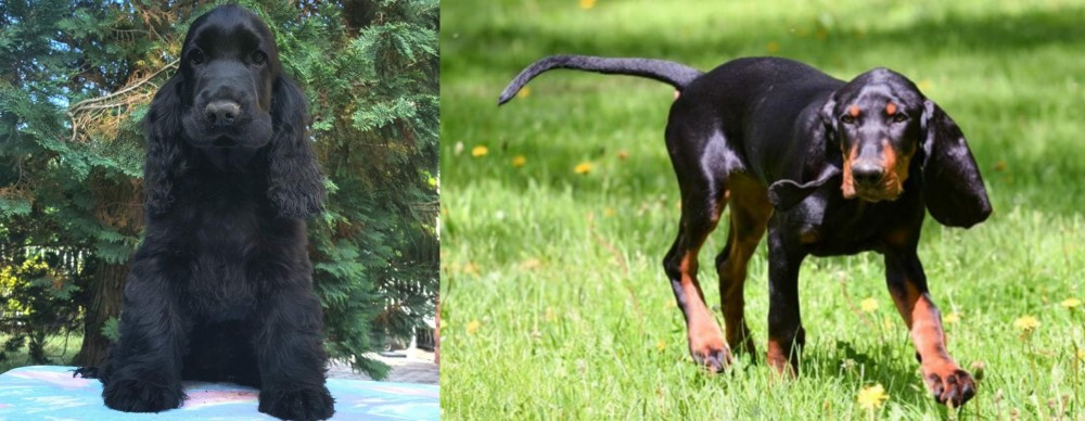 Black and Tan Coonhound vs American Cocker Spaniel - Breed Comparison