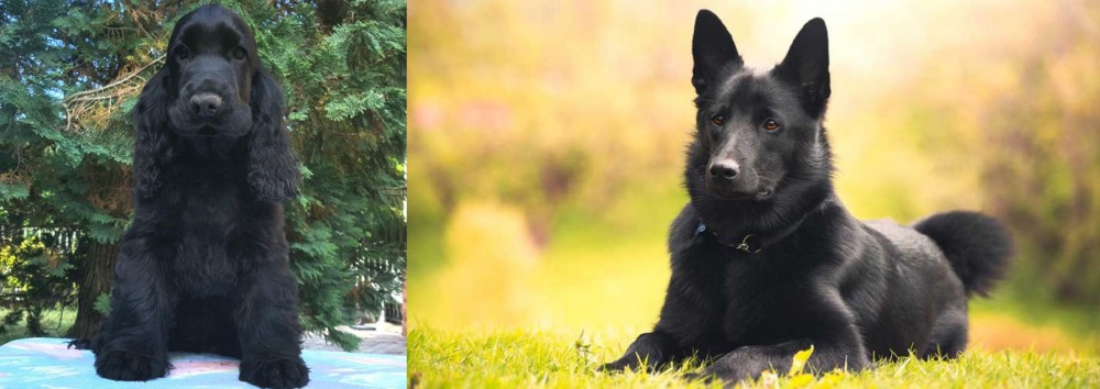Black Norwegian Elkhound vs American Cocker Spaniel - Breed Comparison