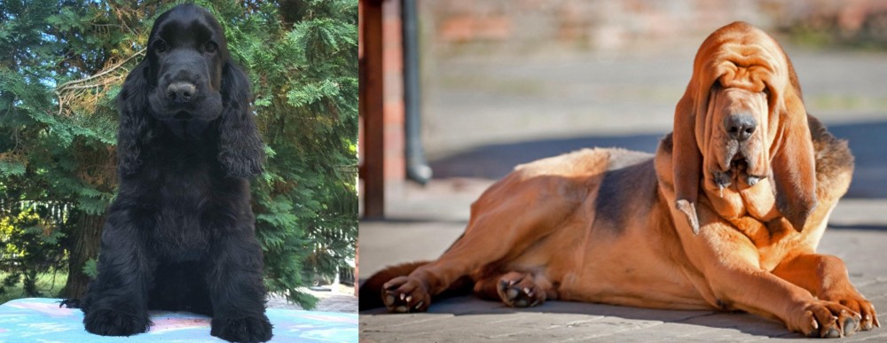 Bloodhound vs American Cocker Spaniel - Breed Comparison