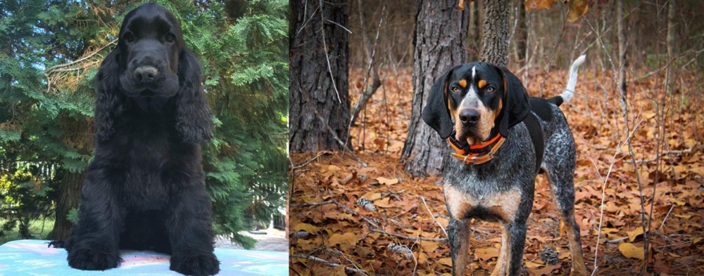 Bluetick Coonhound vs American Cocker Spaniel - Breed Comparison