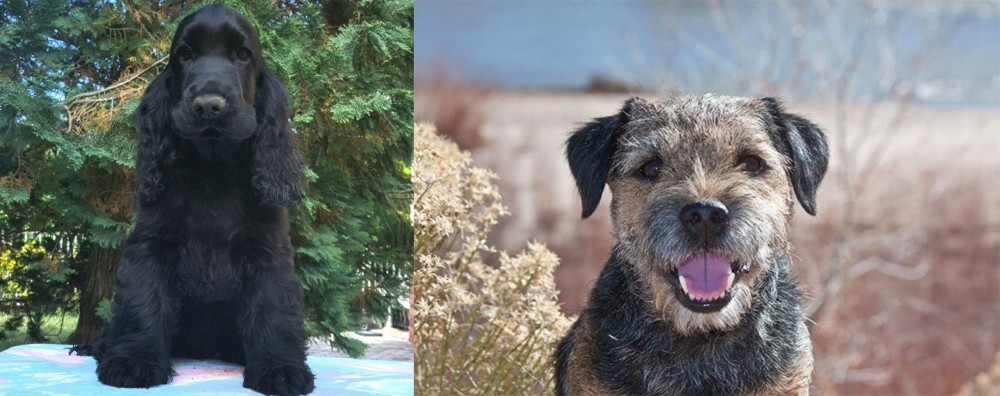 Border Terrier vs American Cocker Spaniel - Breed Comparison