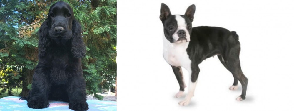 Boston Terrier vs American Cocker Spaniel - Breed Comparison