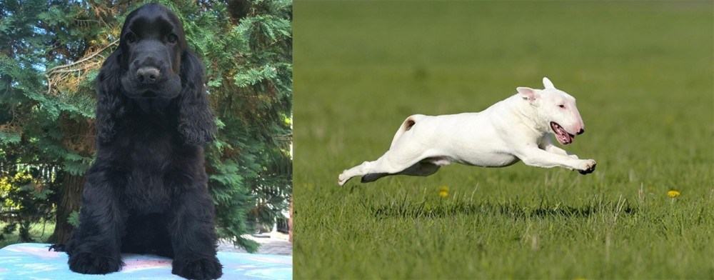 Bull Terrier vs American Cocker Spaniel - Breed Comparison