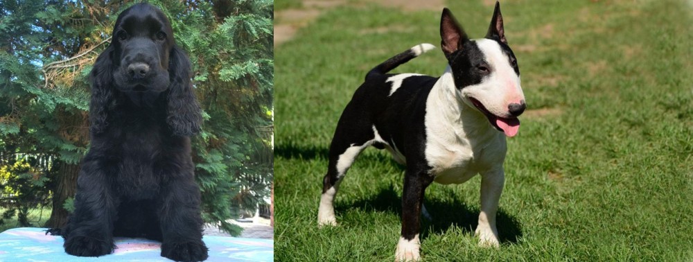 Bull Terrier Miniature vs American Cocker Spaniel - Breed Comparison