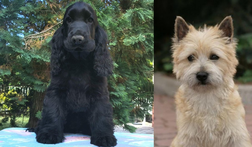 Cairn Terrier vs American Cocker Spaniel - Breed Comparison