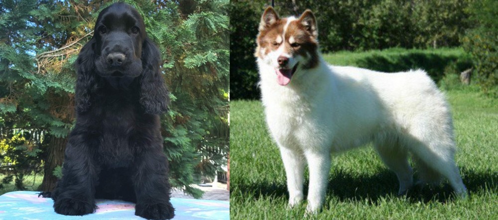 Canadian Eskimo Dog vs American Cocker Spaniel - Breed Comparison