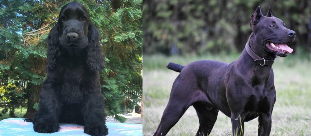Canis Panther vs American Cocker Spaniel - Breed Comparison