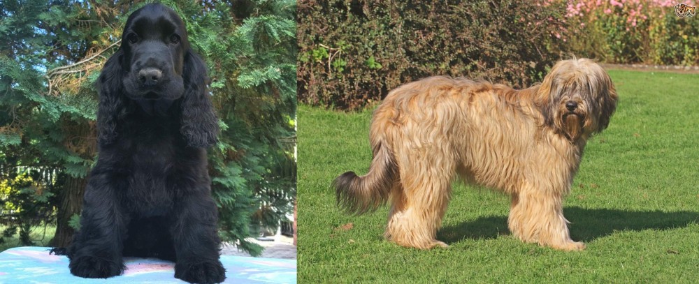Catalan Sheepdog vs American Cocker Spaniel - Breed Comparison