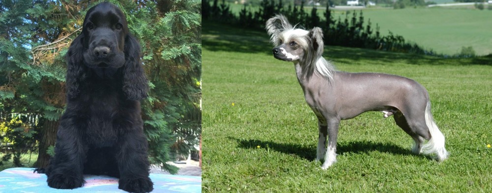 Chinese Crested Dog vs American Cocker Spaniel - Breed Comparison