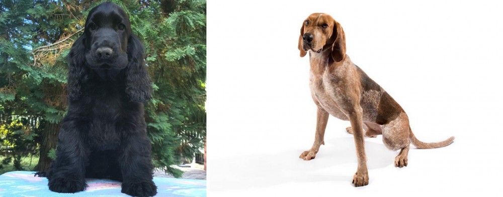 Coonhound vs American Cocker Spaniel - Breed Comparison