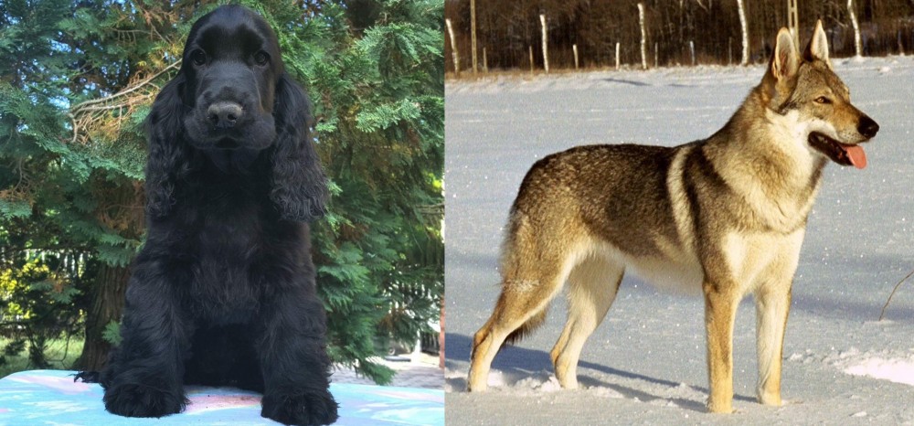 Czechoslovakian Wolfdog vs American Cocker Spaniel - Breed Comparison