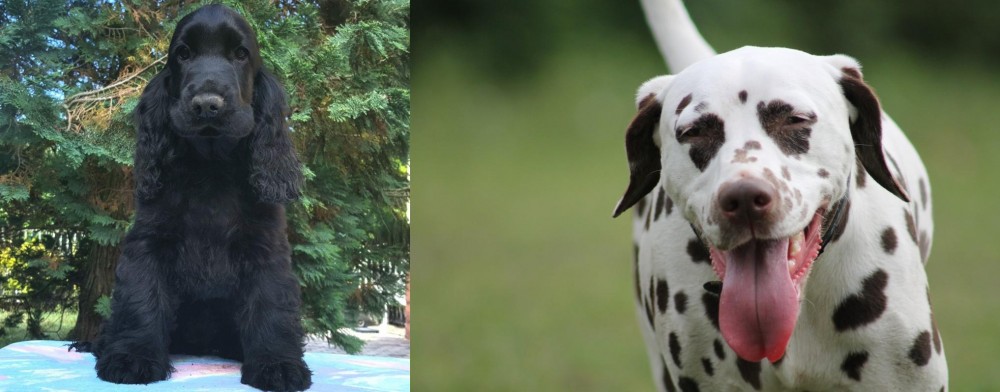 Dalmatian vs American Cocker Spaniel - Breed Comparison