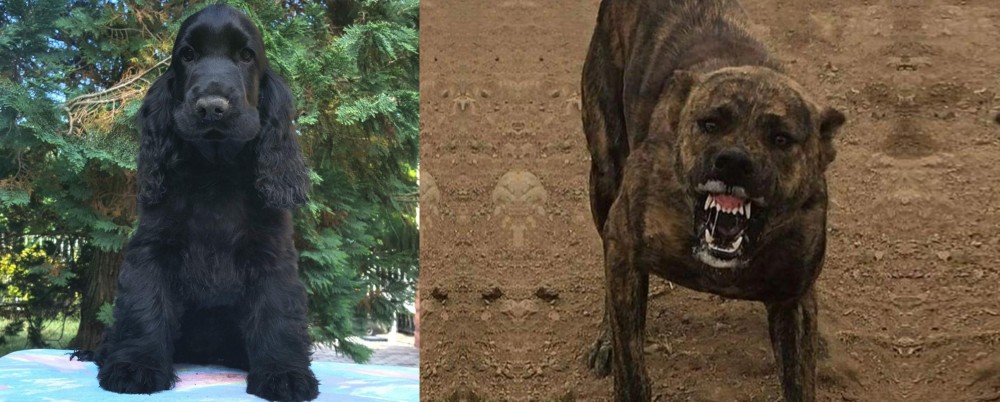 Dogo Sardesco vs American Cocker Spaniel - Breed Comparison