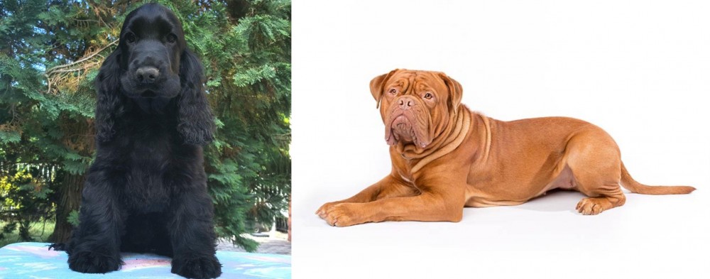 Dogue De Bordeaux vs American Cocker Spaniel - Breed Comparison
