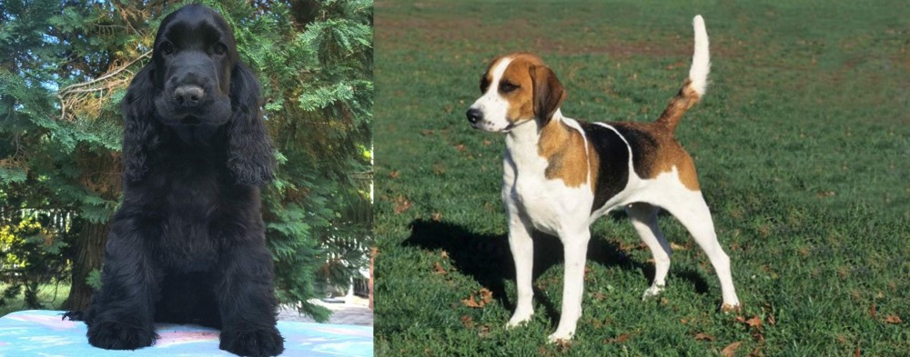 English Foxhound vs American Cocker Spaniel - Breed Comparison