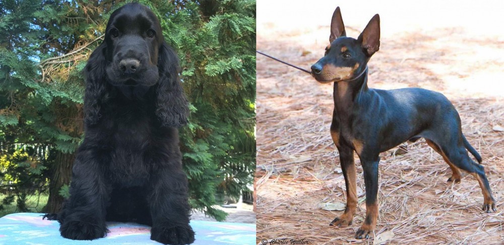 English Toy Terrier (Black & Tan) vs American Cocker Spaniel - Breed Comparison