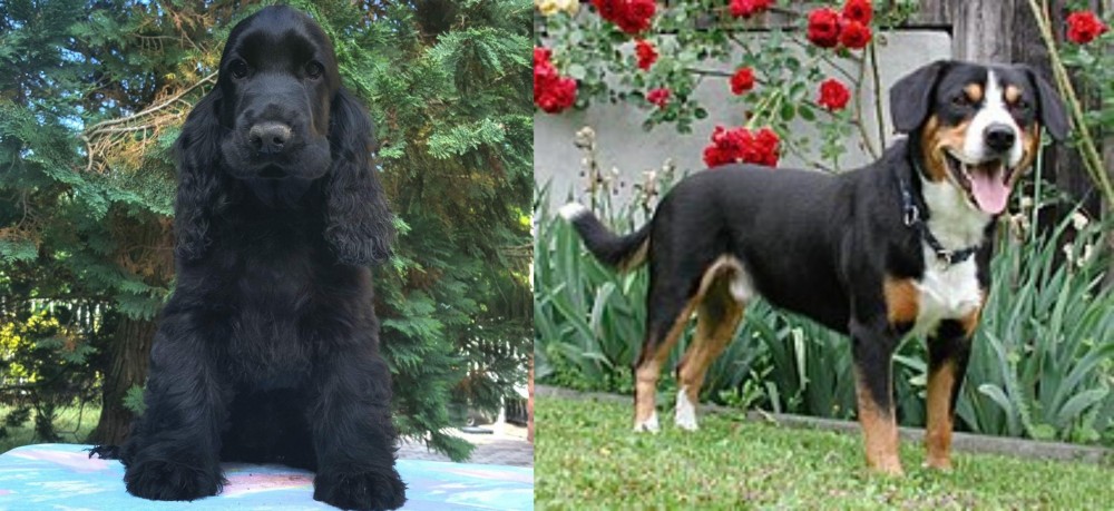 Entlebucher Mountain Dog vs American Cocker Spaniel - Breed Comparison