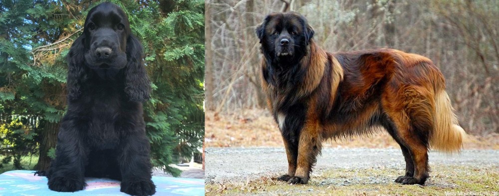 Estrela Mountain Dog vs American Cocker Spaniel - Breed Comparison