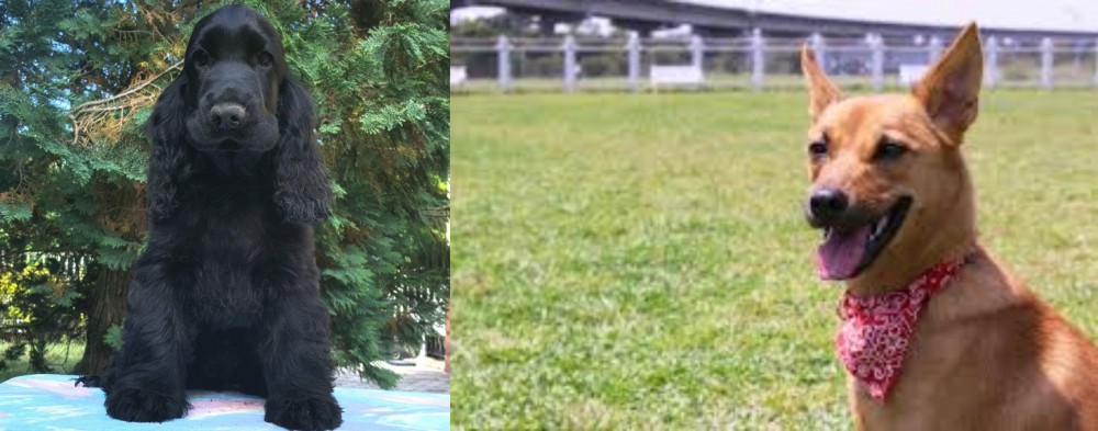 Formosan Mountain Dog vs American Cocker Spaniel - Breed Comparison