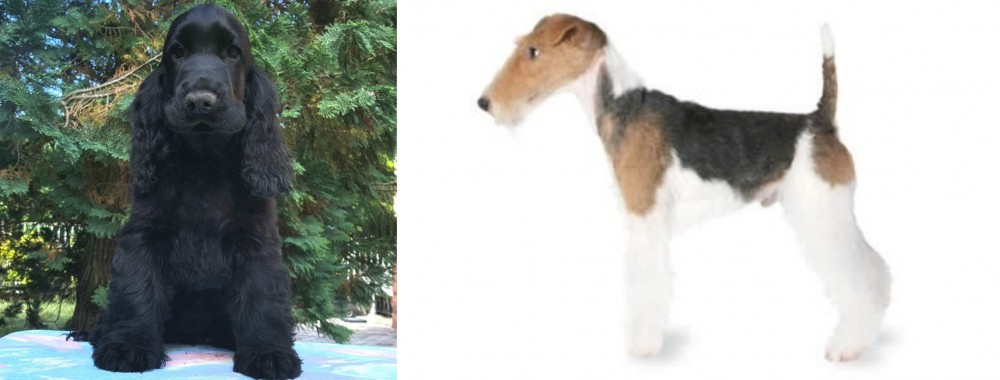 Fox Terrier vs American Cocker Spaniel - Breed Comparison