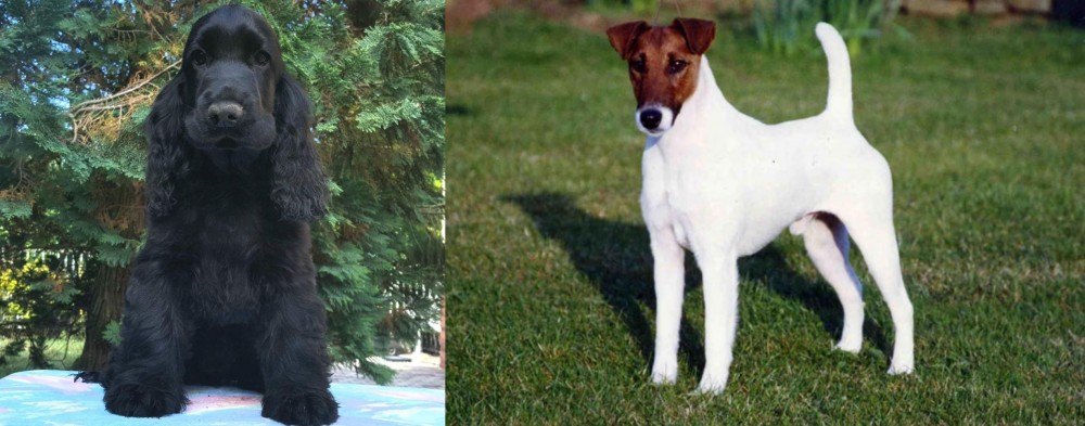 Fox Terrier (Smooth) vs American Cocker Spaniel - Breed Comparison