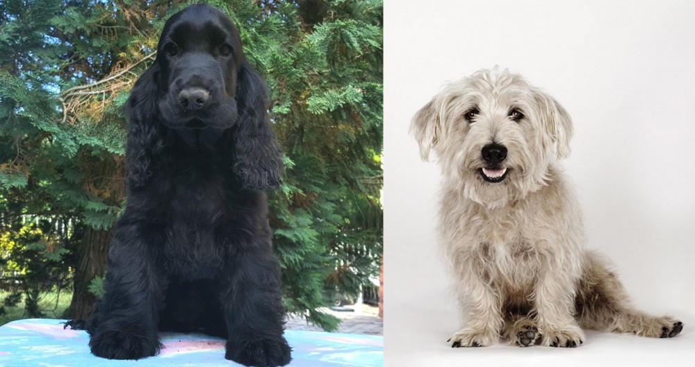 Glen of Imaal Terrier vs American Cocker Spaniel - Breed Comparison