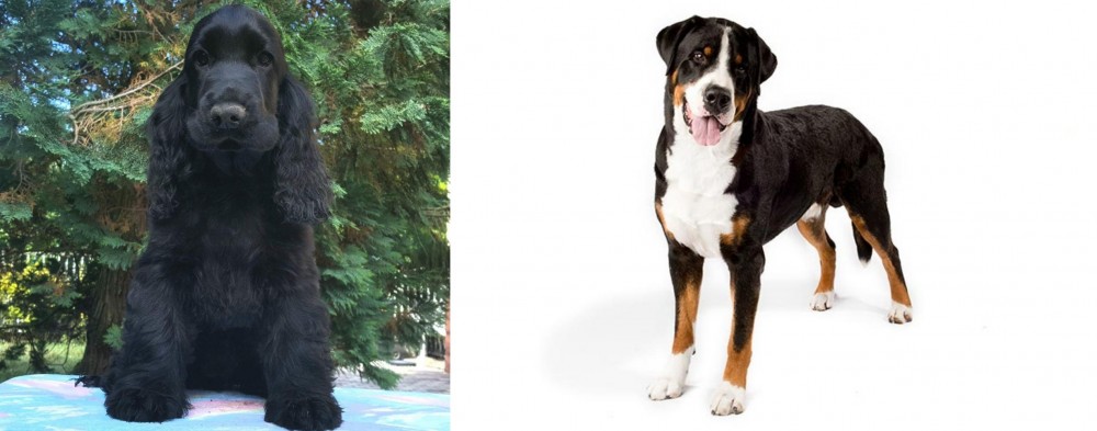 Greater Swiss Mountain Dog vs American Cocker Spaniel - Breed Comparison
